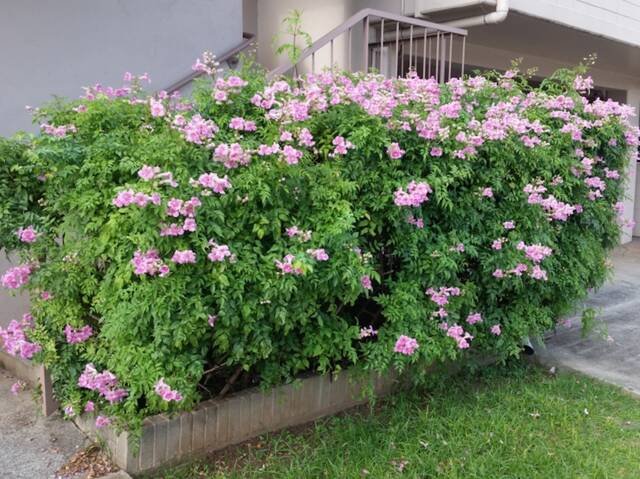 Podranea rose